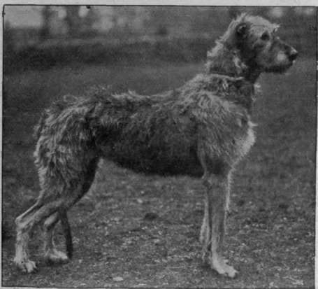 Mrs. P. Shewell's Champion Cotswold Patricia, a magnificent specimen of the great Irish wolfhound, and a daughter of the famous Wolfe Tone