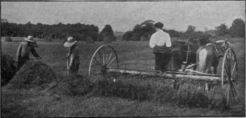 Raking hay in Ontario. Women play an important part in agricultural operations, and she succeeds best who can turn her hand to any task
