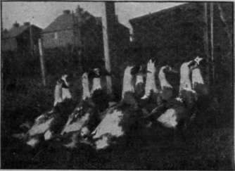 Should the farmer's sole aim be to procure eggs for edible purposes, he cannot do better than stock his farm with Indian