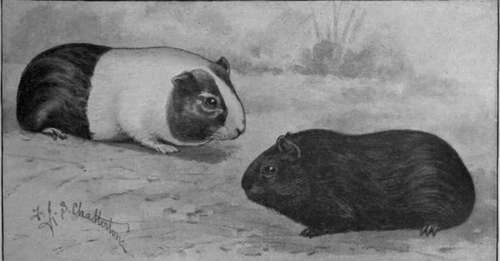 Smooth coated cavies, or guinea pigs