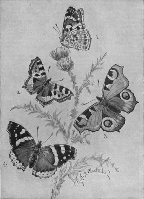 Some beautiful examples of British butterflies, which may be bred and kept in a conservatory. 1. Painted Lady butterfly; 2. Small Tortoiseshell butterfly ; 3. Peacock butterlly : 4. Red Admiral butterfly