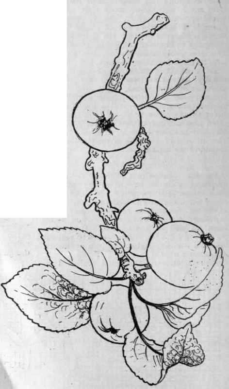 Study of apples and foliage from Nature. A good design for fancy work or for wood carving