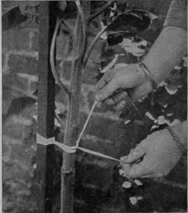 The proper way is first to tie the bast to the stake and then secure the stem of the plant