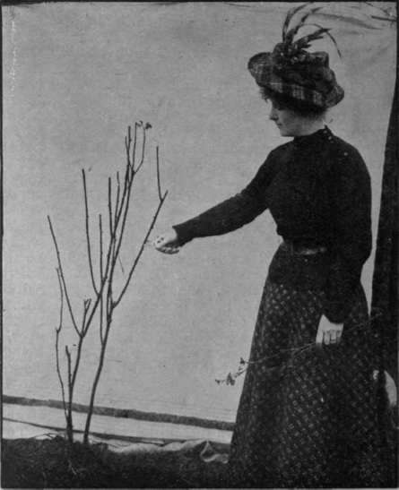 The same rose bush under treatment, showing it half pruned Almost as much wood again must be removed