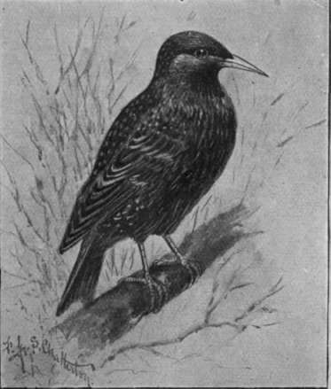 The starling is not a member of the thrush family. He is a most interesting and amusing pet on account of his wonderful powers of mimicry