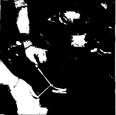 The wrong way of securing a plant to a stake. The stem should never he actually bound to the stake