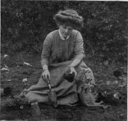 When bedding'out hold the plant between the fingers of the left hand and hold the trowel with the right