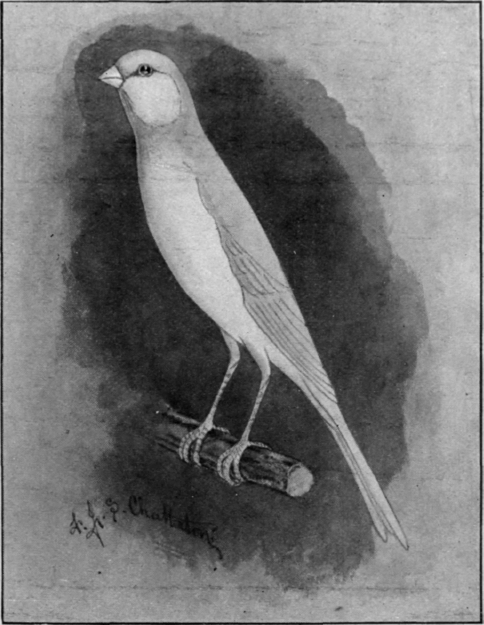 A Yorkshire canary. A well bred bird should be extremely slim and graceful, with fine soft plumage and long narrow tail