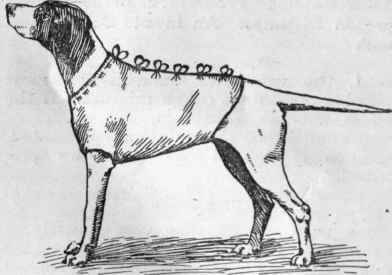 A coat for a dog suffering from distemper or any chest affection.