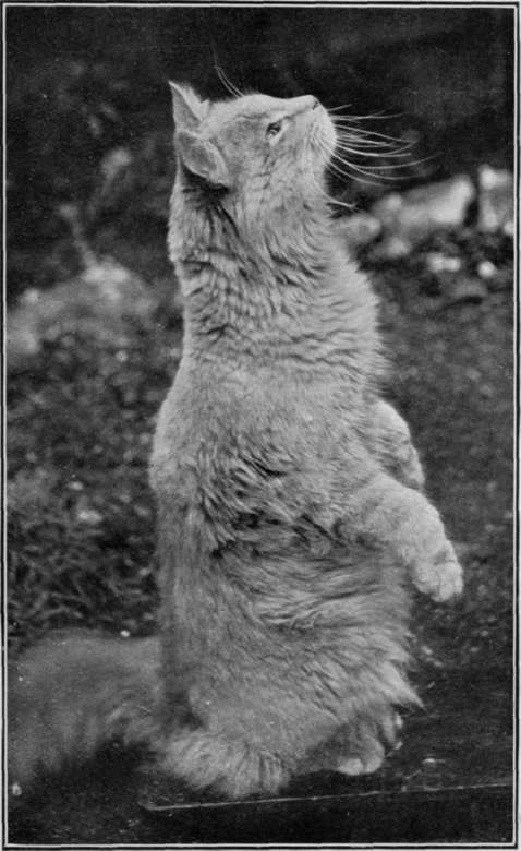 A cream Persian in the act of  begging.  This is a trick which is acquired very readily, and it can be made the basis of other interesting tricks