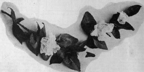 A dainty spray of foliage and white lace roses, suitable for millinery purposes or as trimming of a young girl's dress