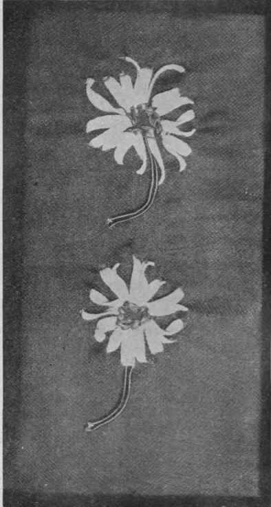 A daisy design, worked in suitable braids upon fine brown canvas
