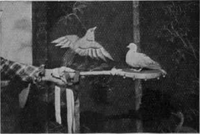 A living shuttlecock. The bird is tossed lightly into the air, and flutters gently down at once on to the outstretched battledore
