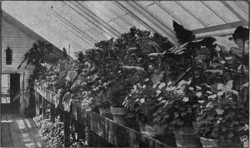 A mixed greenhouse showing the possibilities of a small glasshouse. If economy is exercised, the possessor of such a house will obtain from it both pleasure and profit Copyright, One & All Association