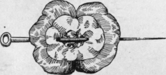 A sheep's kidney skewered open for broiling or grilling