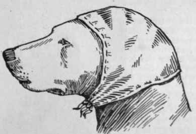 A simple but effective form of cap for a dog suffering from an injury to the head or ellbreed, the veterinary surgeon will most probably prescribe a cough mixture. If the dog is not taken to him, this matter of weight and breed should always be stated, as upon it depend the quantities prescribed.