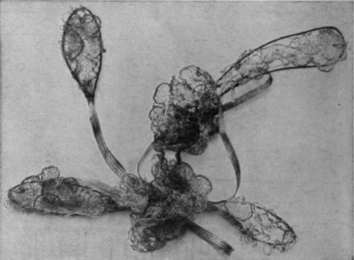 A spray for the coiffure, fashioned in gold lace and narrow braid