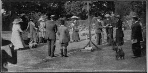 A terrier class assembling for judging. No one except the judge, stewards, and exhibitors should be allowed in the ring