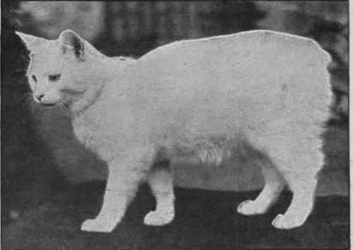 Clencairn Manxie, a beautiful Manx cat, owned by Miss Livingstone. A white specimen of this breed with deep blue eyes is much valued by fanciers