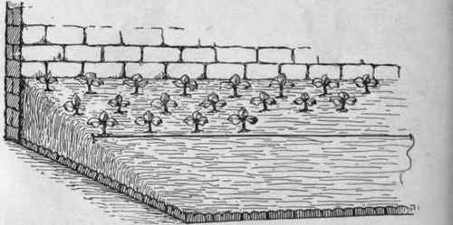 Cuttings inserted in raised border out of doors. The spot should be sheltered from sun and wind, and, to assist drainage, the bed should be on a slope from back to front