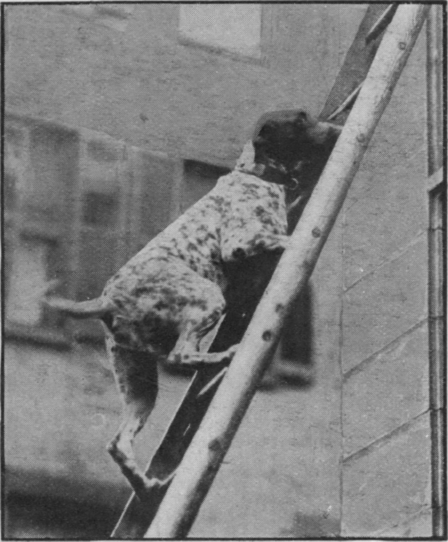  Happy,  the sagacious dog of the New York fireman, who saved the