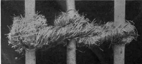 Hay or straw bands are excellent media for securing newly planted fruit trees to their supporting posts.