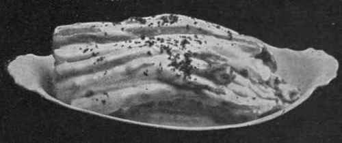 Seakale with White Sauce. A simple method of preparing this favourite vegetable