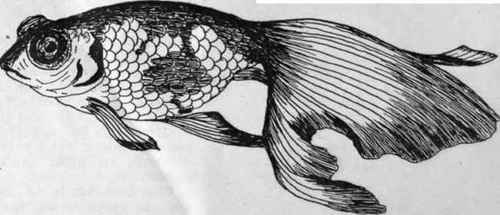 The Deme'ranchu, or  Celestial eyed goldfish, so called from its protruding and upturned eyes. The value of a specimen is gauged by the amount of eye distortion