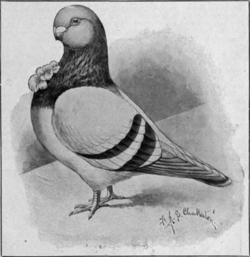 The English owl pigeon, one of the most popular breeds of fancy pigeons. It should be small, neat, and compact in shape
