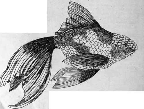 The Oranda, a species produced by the crossing of the