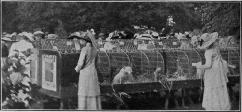 The benching of the exhibits is an important factor in the success of a show, and should be entrusted to a good firm of canine providers