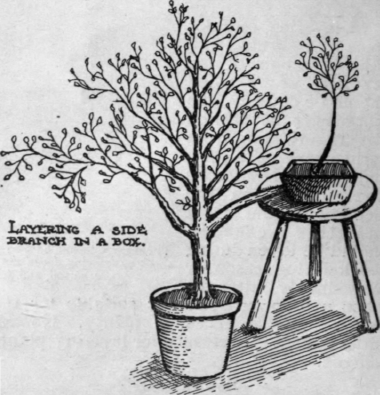 The branch is inserted through the side of the box, which is supported as shown. When roots have formed, a cut is made in the branch to divert the sap for their nourishment
