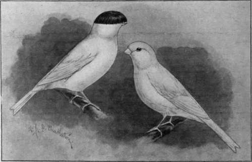 The crested Norwich canary (left) and the plain head Norwich canary. Both these varieties are distinguished by beauty of shape and colour, rather than by excellence of song almost perpendicular position on the perch.