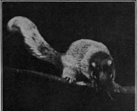 The dorsal squirrel, one of the most engaging of the squirrel family and the quaintest of ladies' pets. It is easily tamed and reasonably hardy