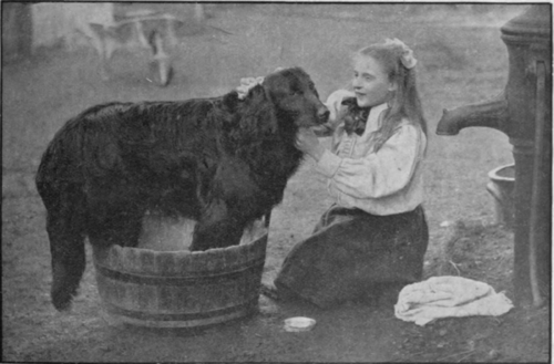 The eve of the show, the final bath. Child en should be encouraged to do all that is necessary for their pets well being. Preparation for the children's class at a dog show serves to make them take a pride in the appearance of their dogs (Photos, Charles Reid)