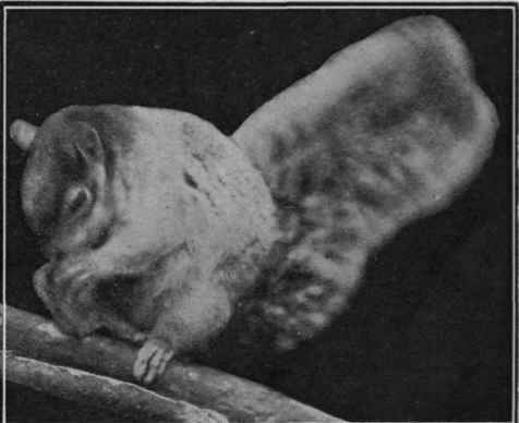 The grey squirrel, so called from the colour of its fur, is a pretty and attractive pet, which can be kept indoors, and with proper food and housing will live for a long time