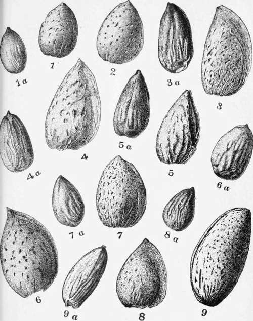Almonds.