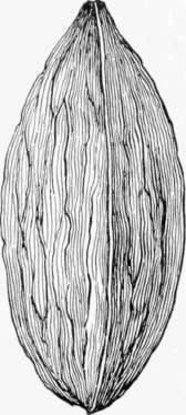 Barthere Walnut.