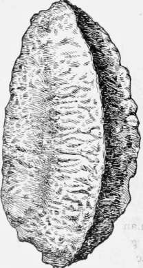 Brazil nut.