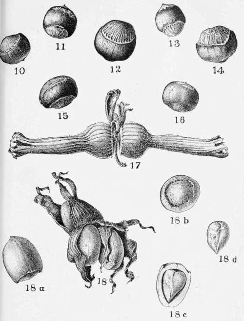 Hazels.