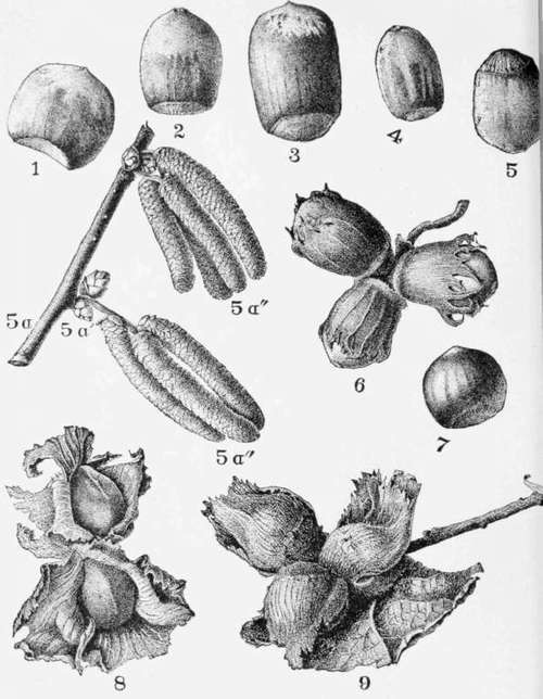 Hazels.