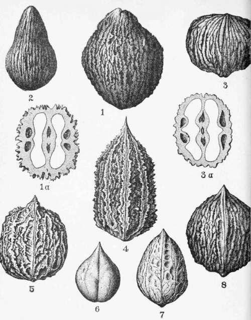 Miscellaneous WalnutS.