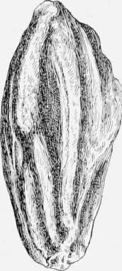 Sapucaia Nut.