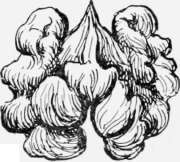 Walnut Kernel.
