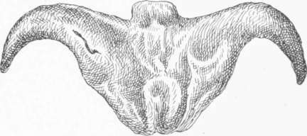 Water Chestnut.
