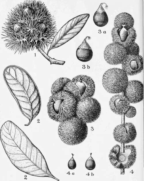 Western Chinkapin Beech.