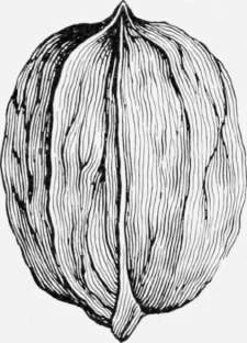 Western Shellbark Hickory.