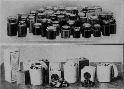 Fig. 1 - With modern methods the number of vegetables and fruits which may be saved for winter includes almost the entire list.