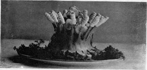 Crown Roast. A Rack Of Mutton, The Center Filled With Saratoga Potatoes.