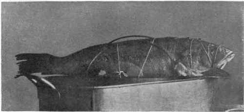 Fish Prepared To Boil In Upright Position.